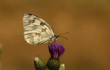Composicion con mariposa