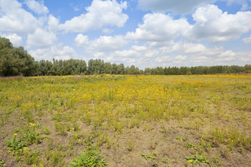 Fototapeta premium summer wildflowers 2