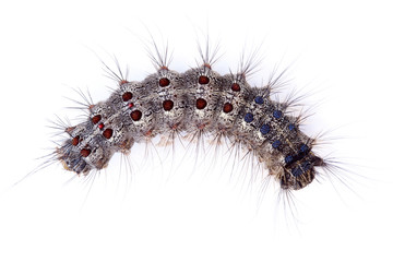 Gypsy moth caterpillar (Lymantria Dispar) isolated on white
