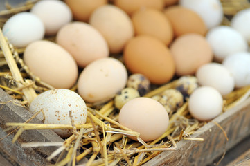Natural eggs in nest close up