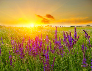 Obraz premium Summer scene in steppe