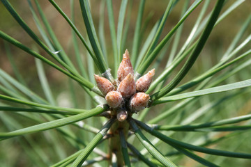 сосна © sangey