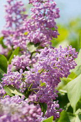 Green branch with spring lilac flowers