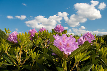 purple rhododendron flowers