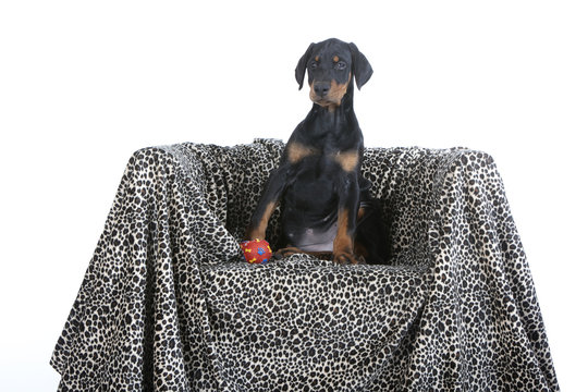 jeune dobermann assis sur un fauteuil chic