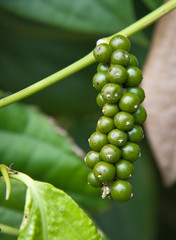 grappe poivre vert