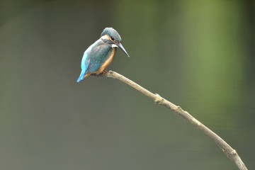 休憩中のカワセミ幼鳥