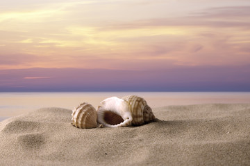 Fototapeta na wymiar shells at sunset