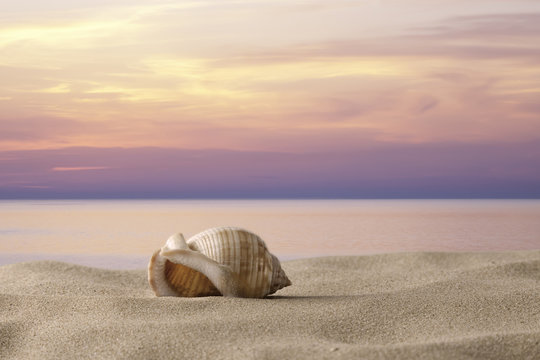 shell on the sand at sunset