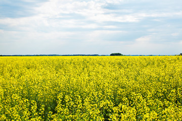Rapeseed field