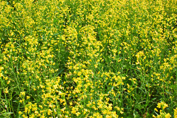 Obraz premium Rapeseed field