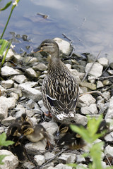 Stockente mit Nachwuchs