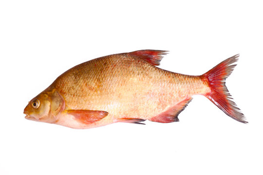 Der Fisch