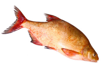 big fat carp,isolated on white background