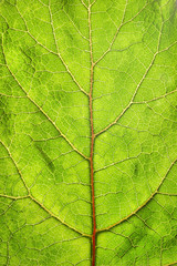 leaf