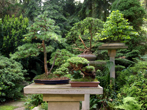 Bonsai - Garten
