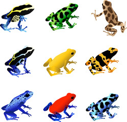 Obraz premium Poison Dart Frogs