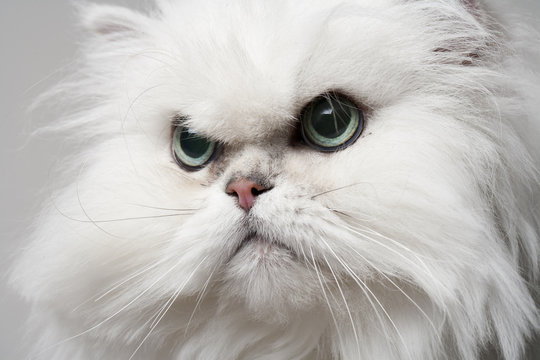 Perserkatze