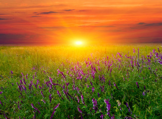 sunset over summer meadow