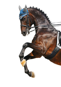 Dressage: bay Hanoverian horse