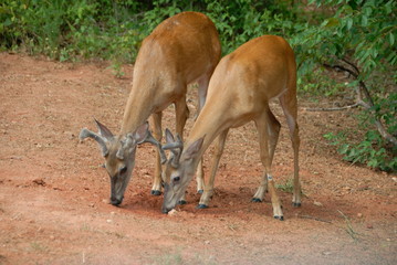 two young buck deer in the wild georgia usa