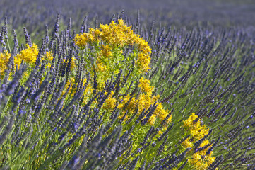 Lavandes et gen&ecirc;ts