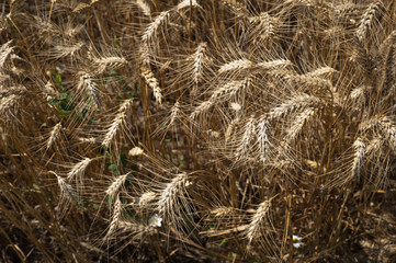 wheat field