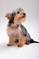 Yorkshire Terrier in studio