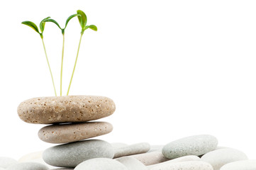 Fototapeta premium Pebbles and seedlings - alternative medicine concept