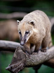 Obraz premium portrait of a very cute White-nosed Coati
