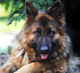 german sheppard