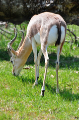 Gazelle