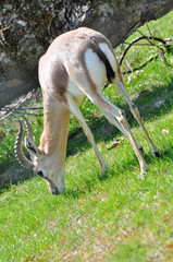 Gazelle