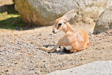 Gazelle