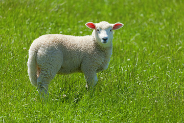 Naklejka premium Cute little lamb