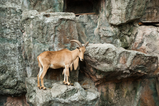 brown mountain goat