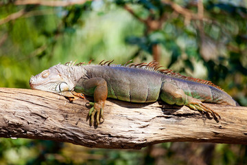 iguana reptile sleeping on the tree