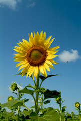 girasole