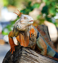 iguana reptile sitting on the tree