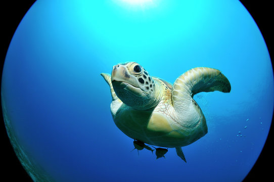 Flying sea turtle