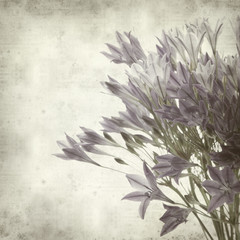 textured old paper background with Brodiaea;