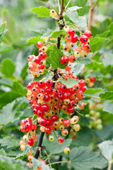 Obraz premium Red unripe currant on bush