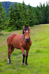 brown foal in the mountain
