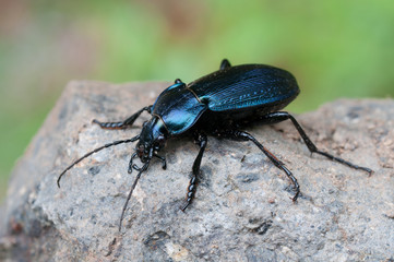 Carabus monilis
