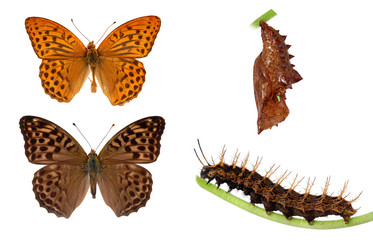 Metamorphis of the silverwashed fritillary
