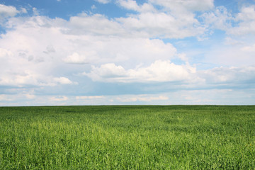 Obraz premium meadow