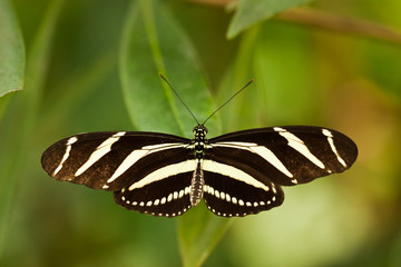 Zebrafalter (Heliconius charithonia)