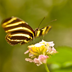 Fototapeta premium Zebrafalter (Heliconius charithonia)