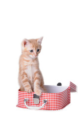 Gattino rosso in valigetta