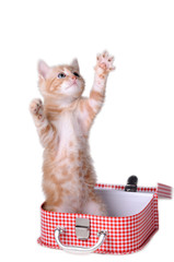 Gattino che afferra